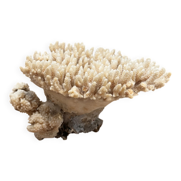 Corail ancien