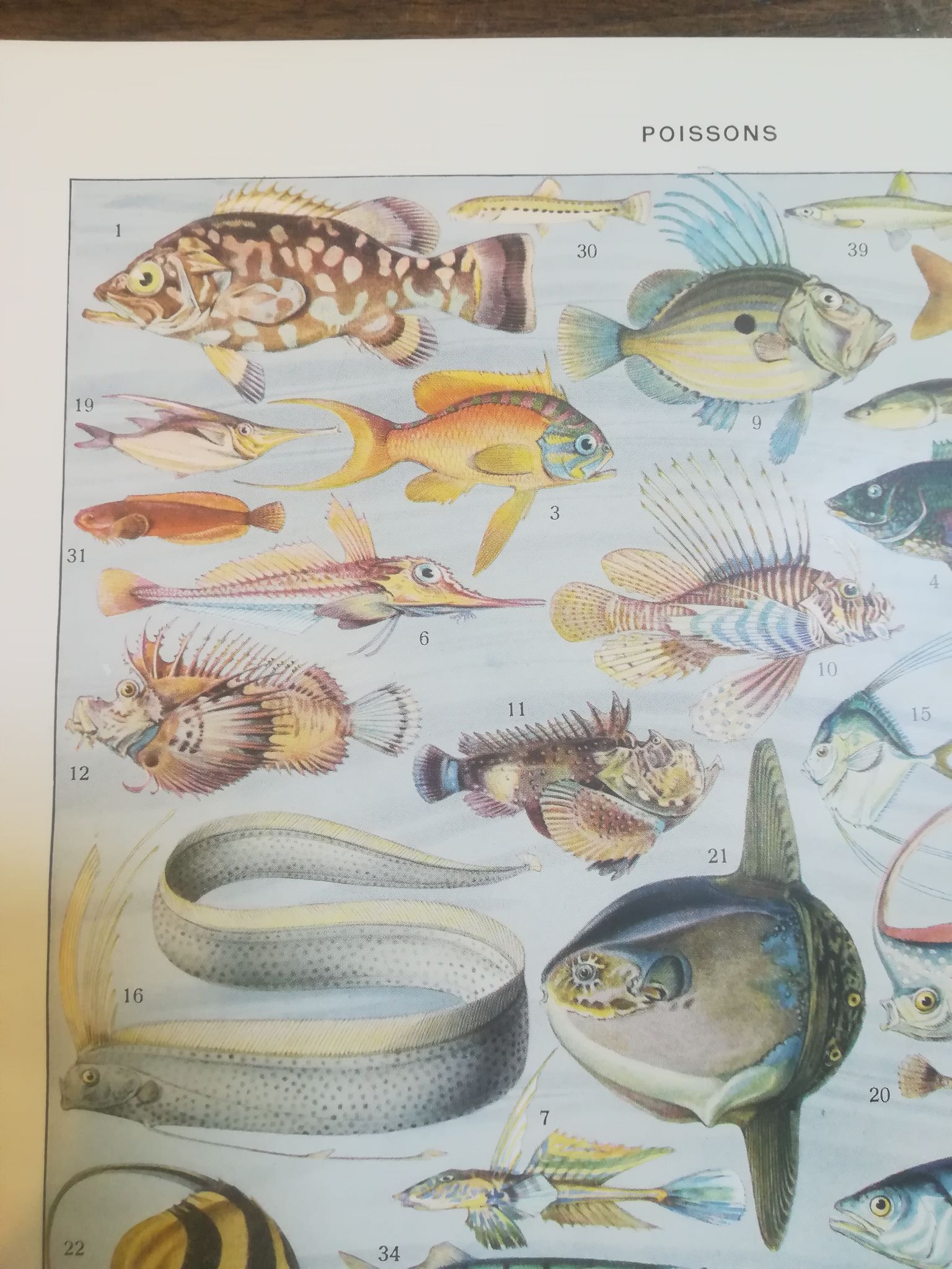 Lithographie sur les poissons de 1928