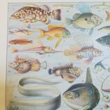 Fish lithograph from 1928