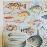 Lithographie sur les poissons de 1928