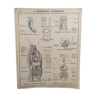 Hatier Pedagogical Poster - School Poster