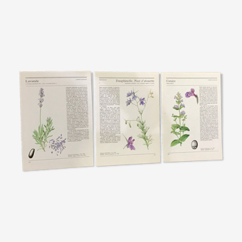 Botanical illustrations 80s Lavender