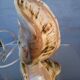 Vintage shell night light lamp from the 1960s