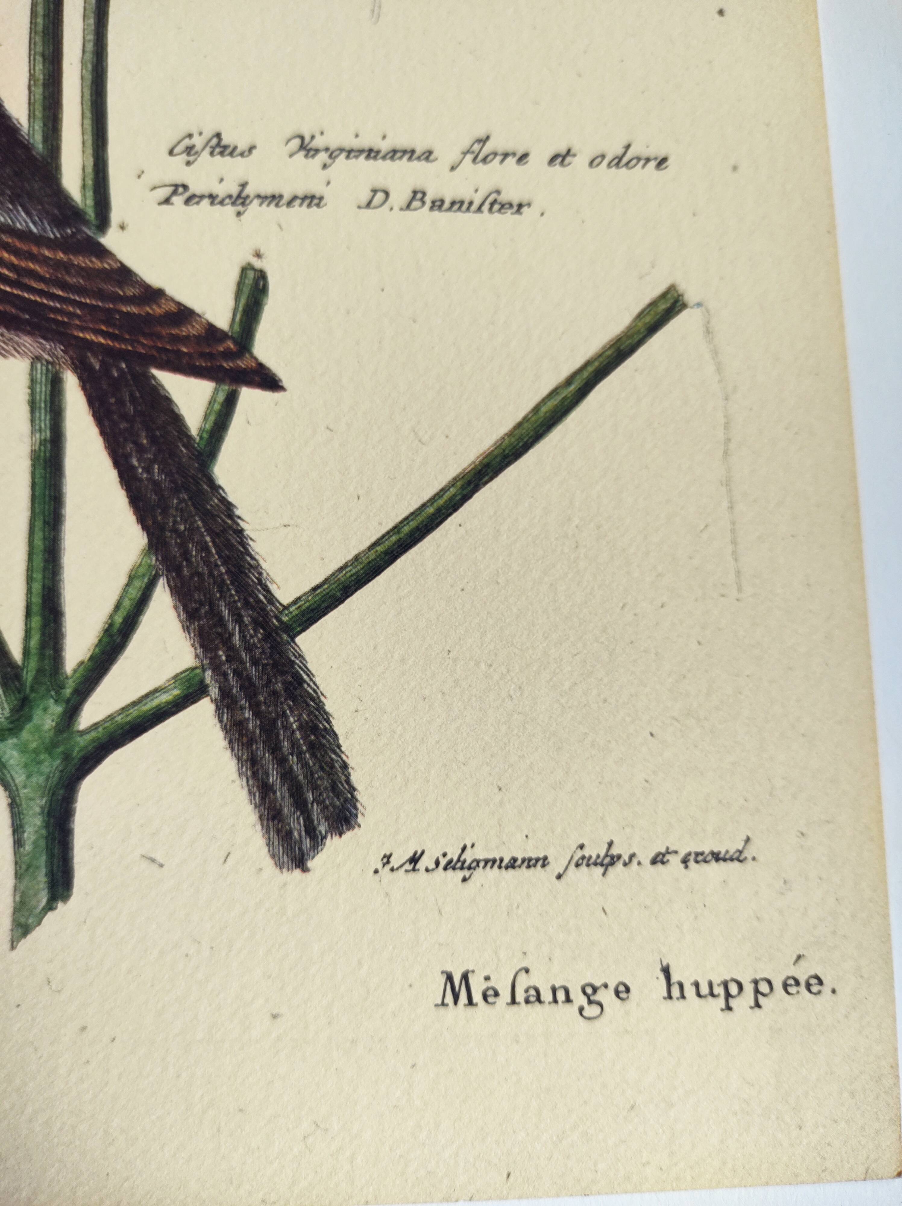 Vintage bird board - Crested titmouse - Old ornithology engraving by Seligmann & Catesby. 1973.