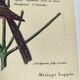 Planche vintage oiseau - Mésange huppée- Gravure ancienne ornithologique de Seligmann & Catesby, 1973