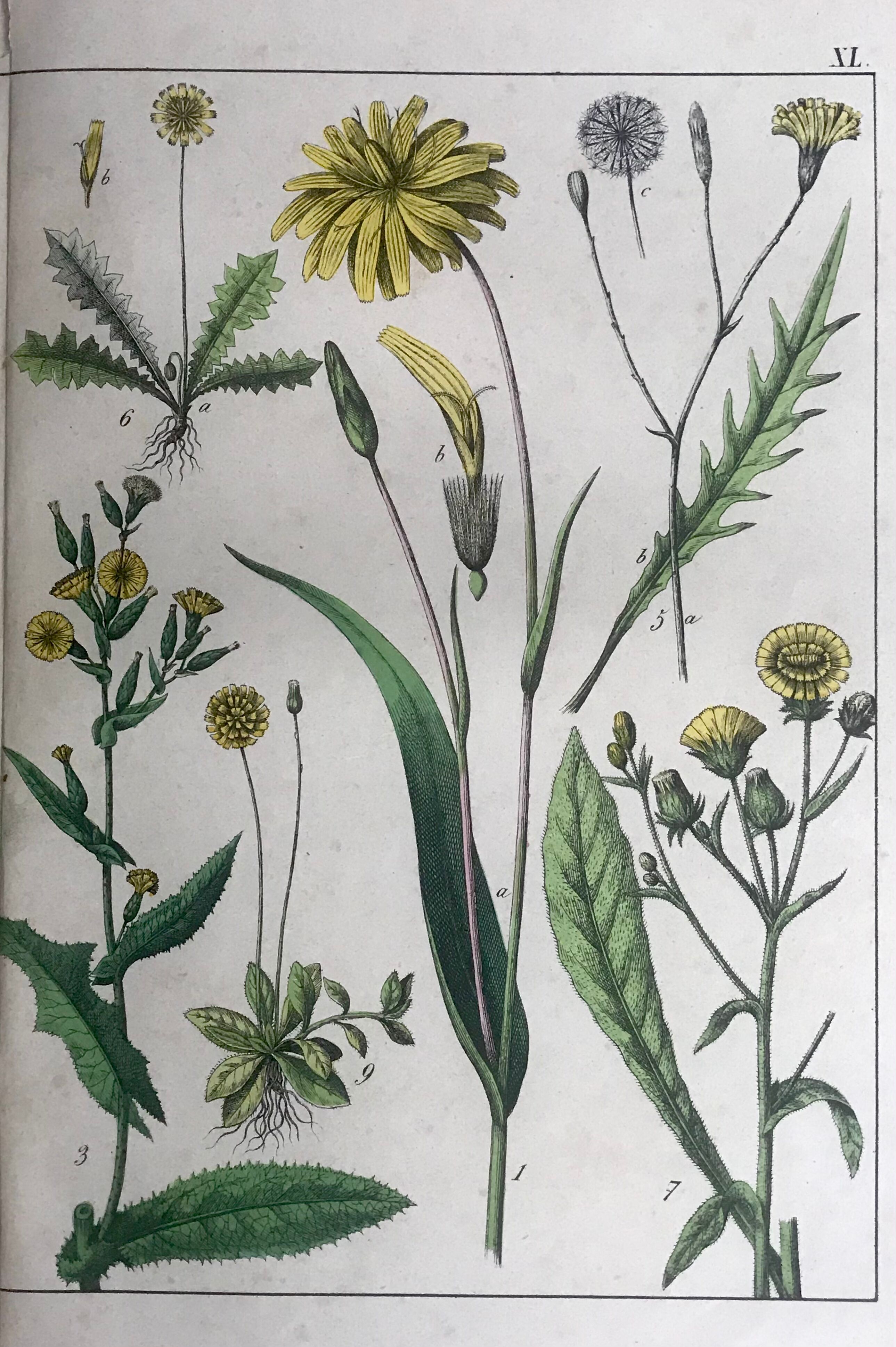 19th 32x42 botanical plank