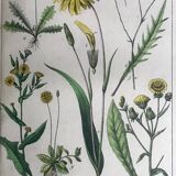 19th 32x42 botanical plank