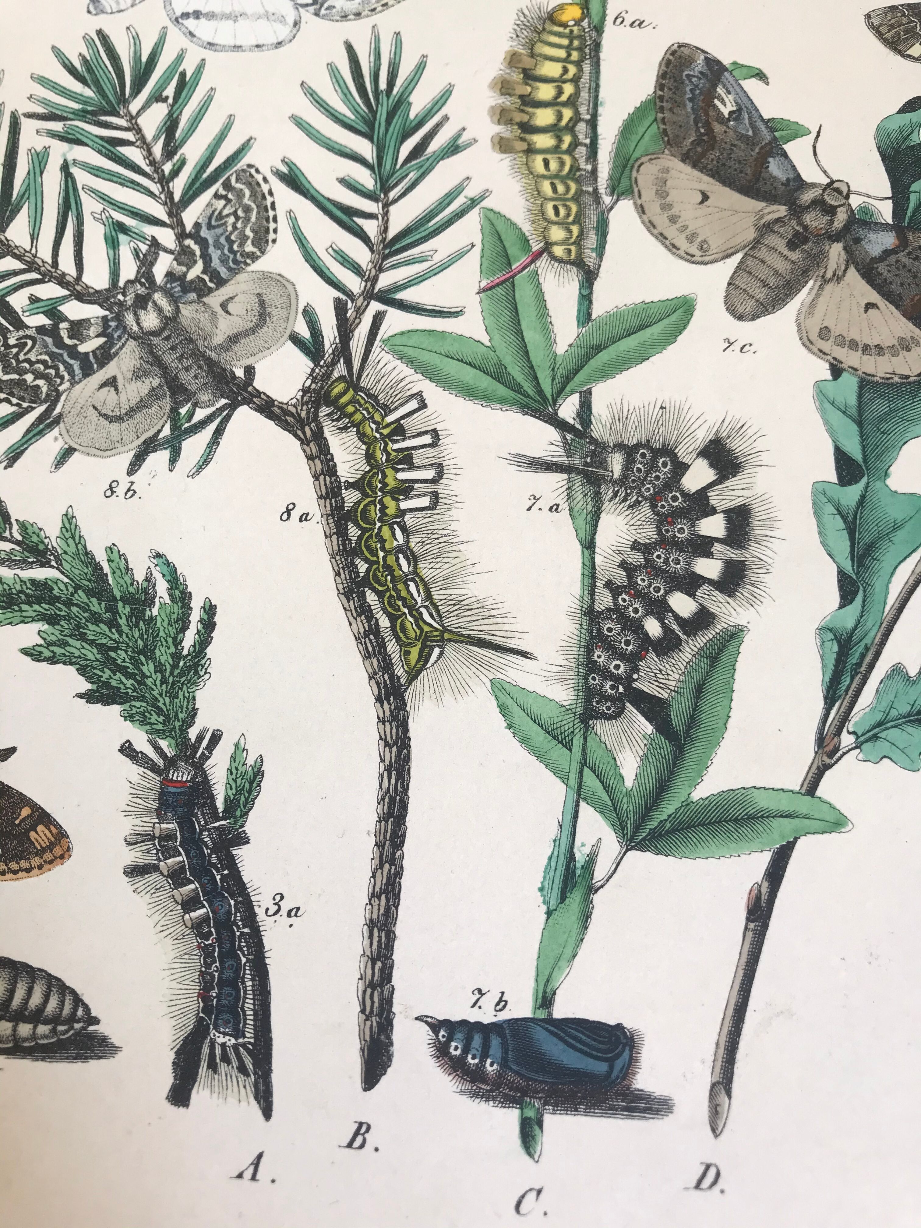 Flower and butterfly boards 1876