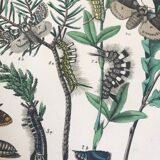 Flower and butterfly boards 1876