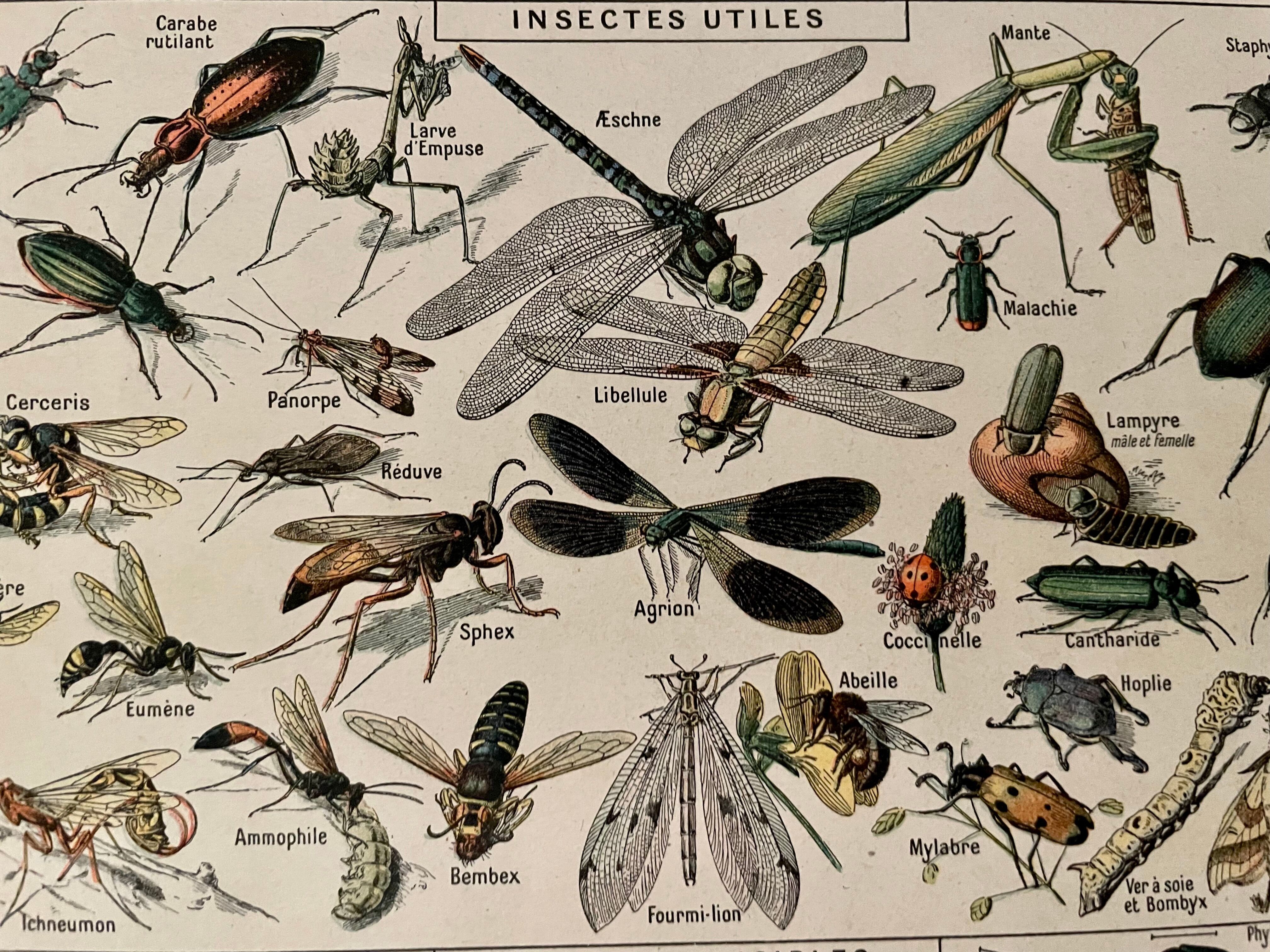 Lithograph on insects 1922
