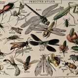 Lithograph on insects 1922