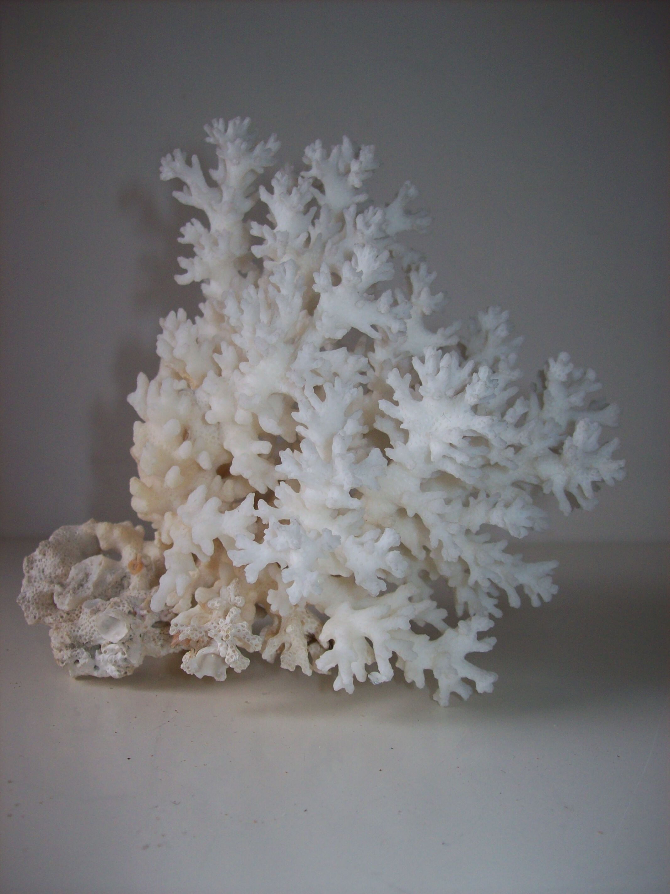Coral