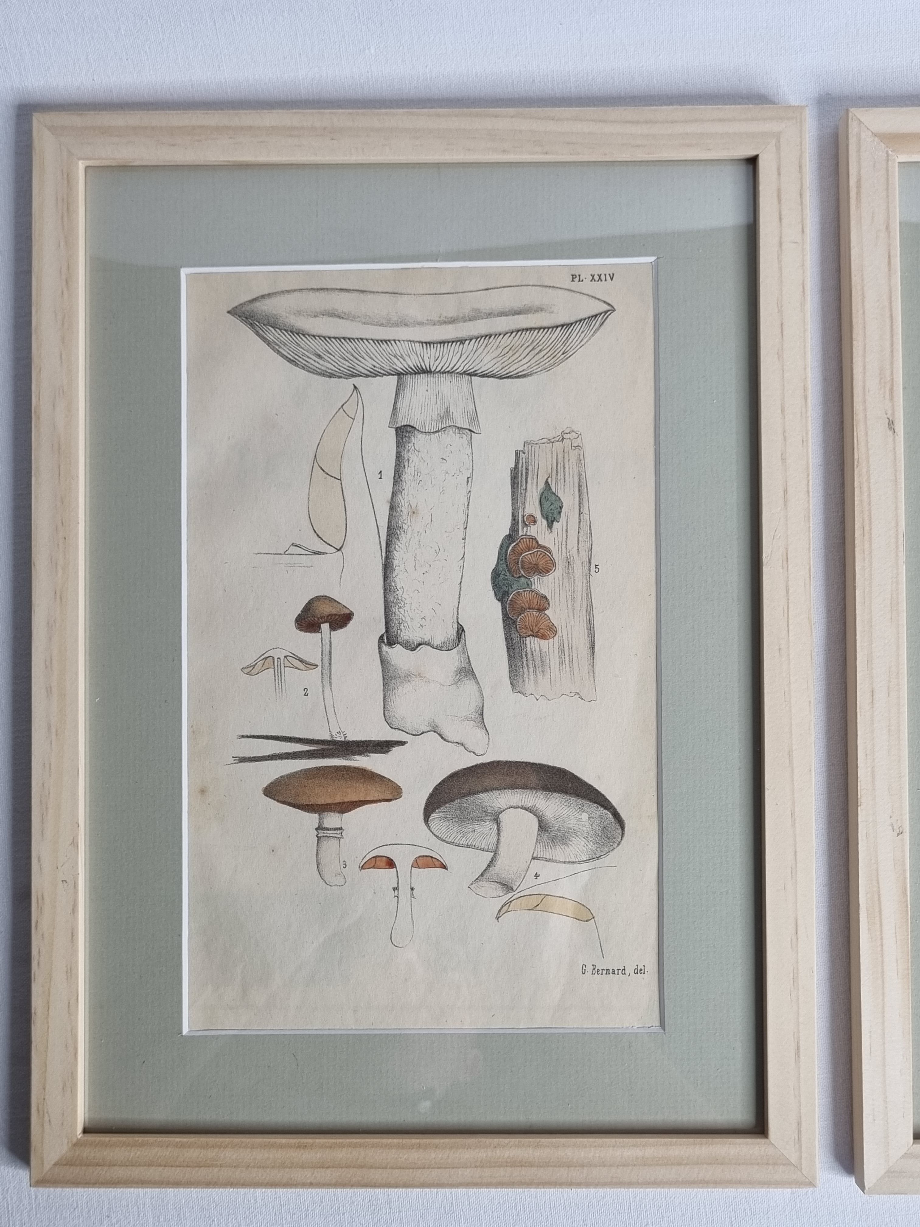 Two old engravings of watercolor mushrooms nineteenth century after G. Bernard