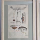 Deux anciennes gravures de champignons aquarellées XIXème siècle d'après G. Bernard