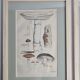 Two old engravings of watercolor mushrooms nineteenth century after G. Bernard
