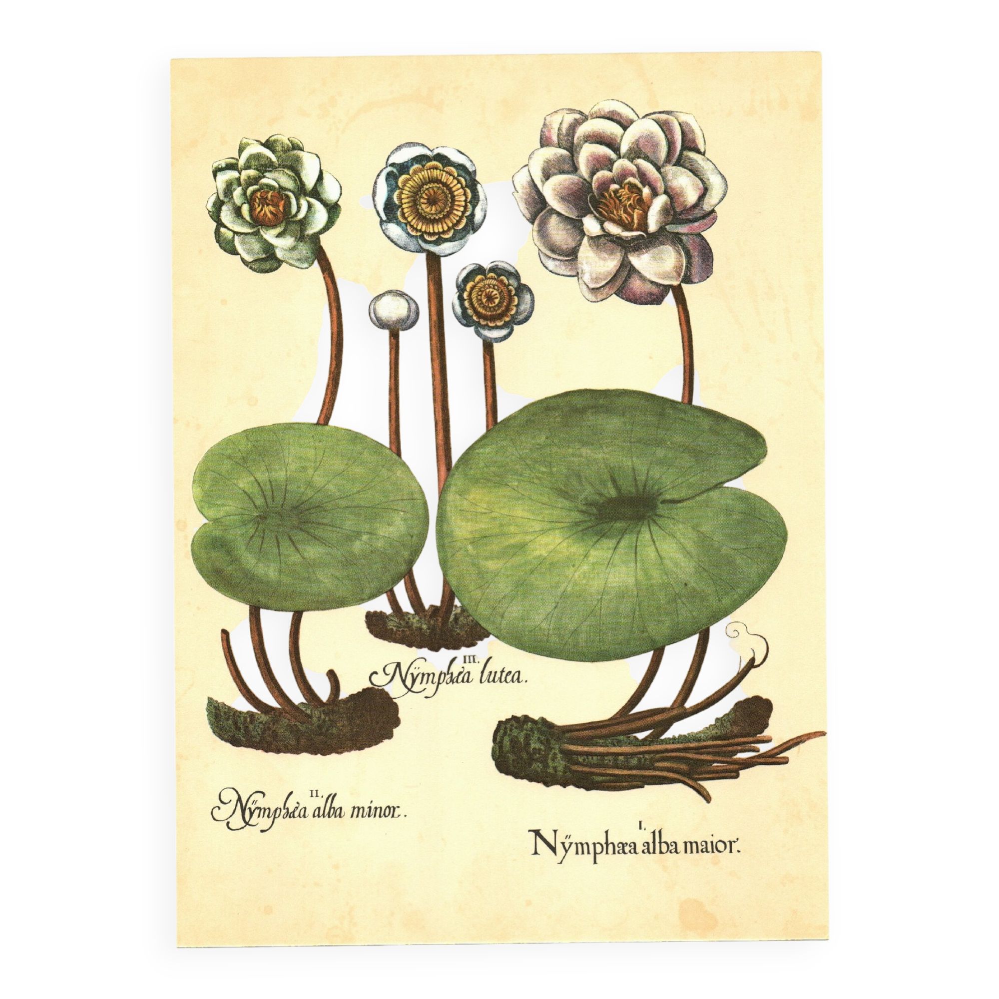 Old illustration 1959 - Water Lilies - aquatic plant botanical flowers