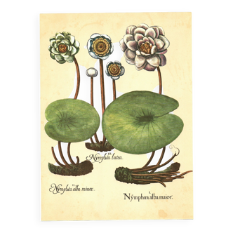 Old illustration 1959 - Water Lilies - aquatic plant botanical flowers