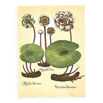 Old illustration 1959 - Water Lilies - aquatic plant botanical flowers