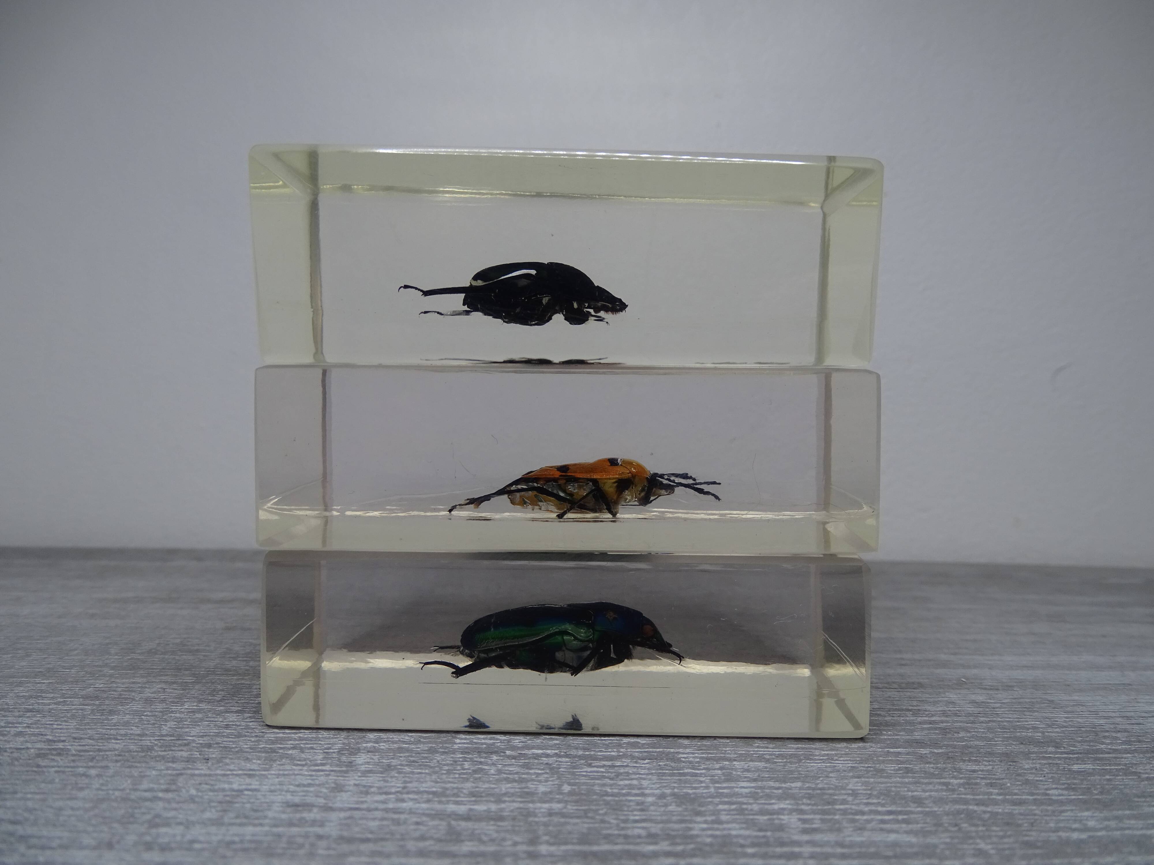 Lot 3 insectes sous inclusions résines vintage