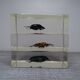 Lot 3 insectes sous inclusions résines vintage