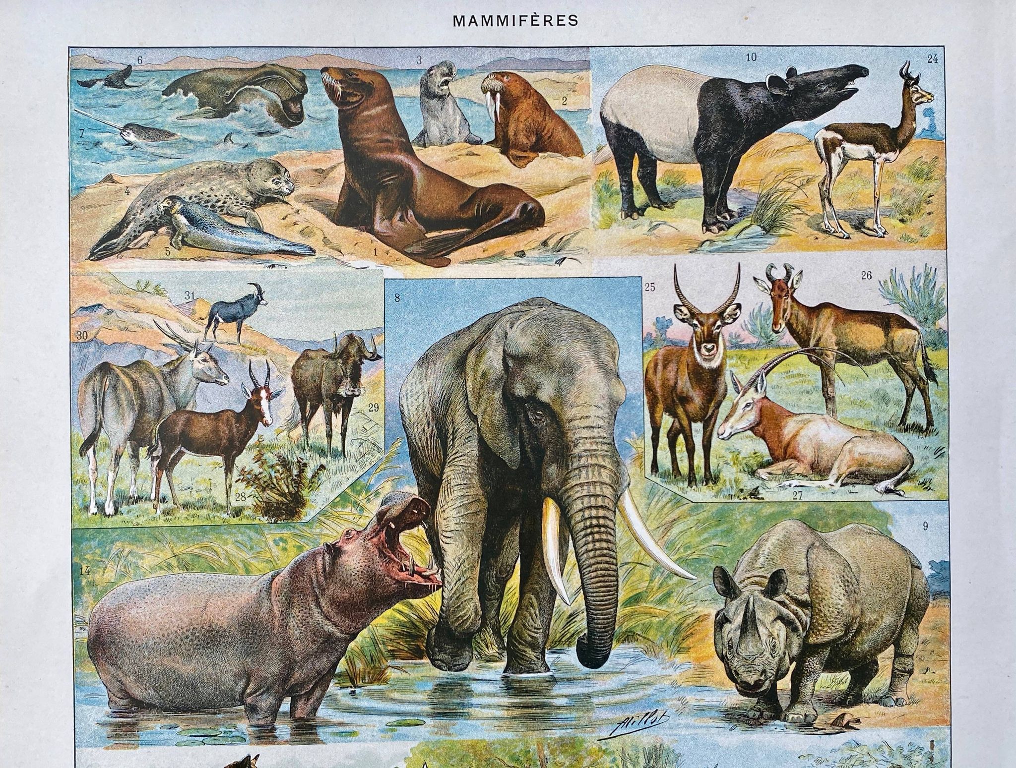 Ancient illustration Millot "Mammals"