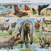 Ancient illustration Millot "Mammals"