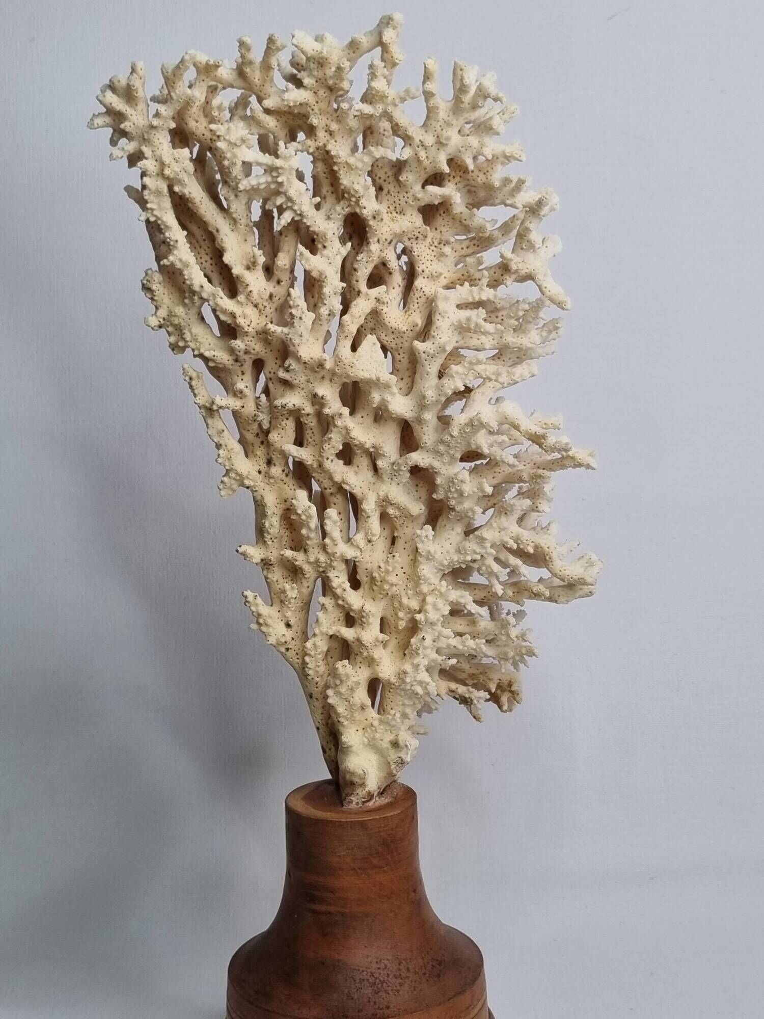 Antique natural coral on turned wooden base, 38 cm