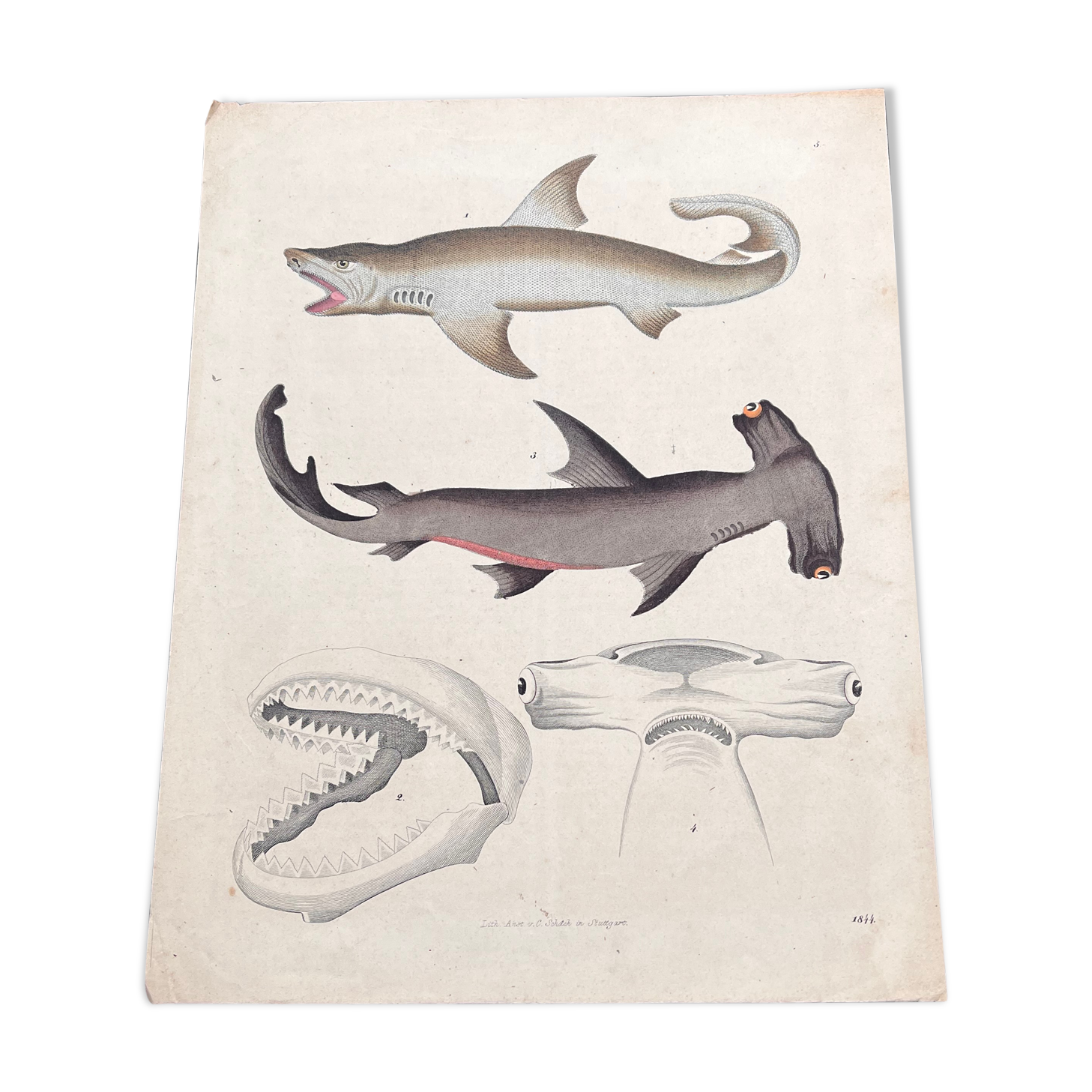 Affiche lithographie requins