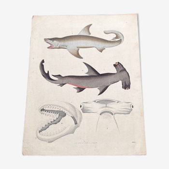 Affiche lithographie requins