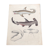 Poster (lithograph) sharks