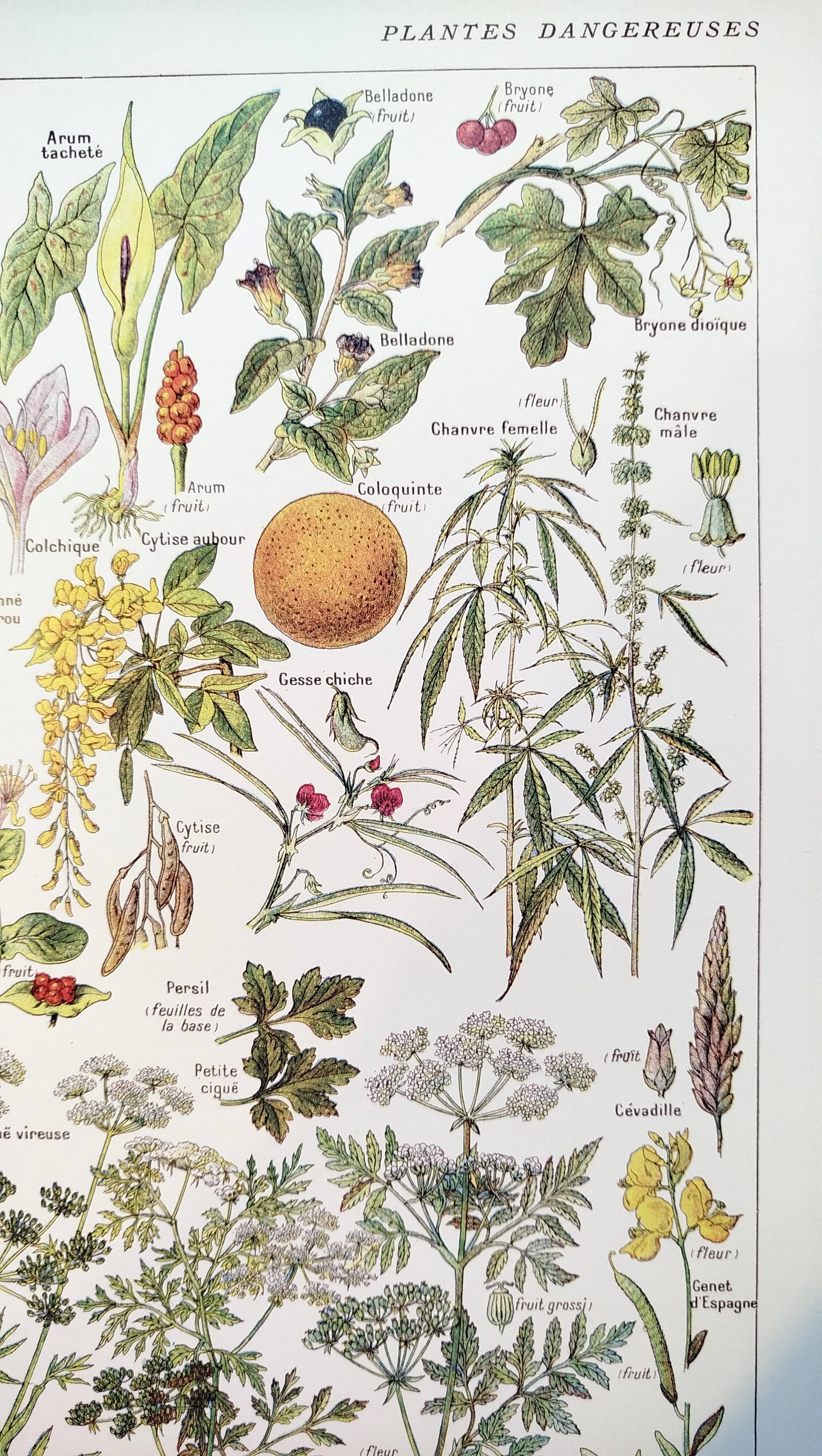 Poster about dangerous plants "hemlock", from a 1920 lithograph