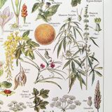 Poster about dangerous plants "hemlock", from a 1920 lithograph
