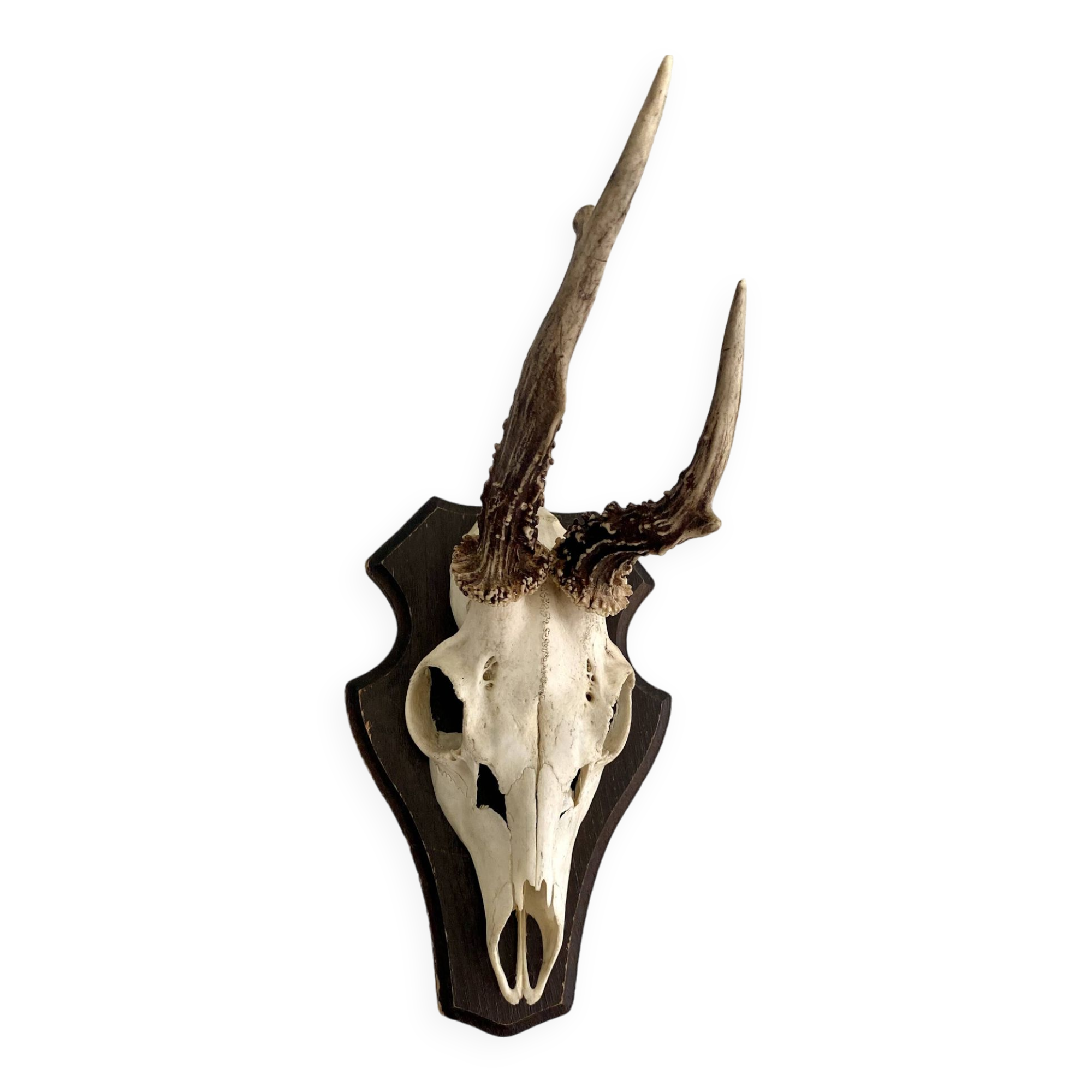 Horns on base, cabinet of curiosities