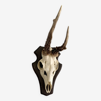 Horns on base, cabinet of curiosities