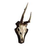 Horns on base, cabinet of curiosities