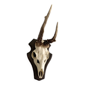 Horns on base, cabinet of curiosities
