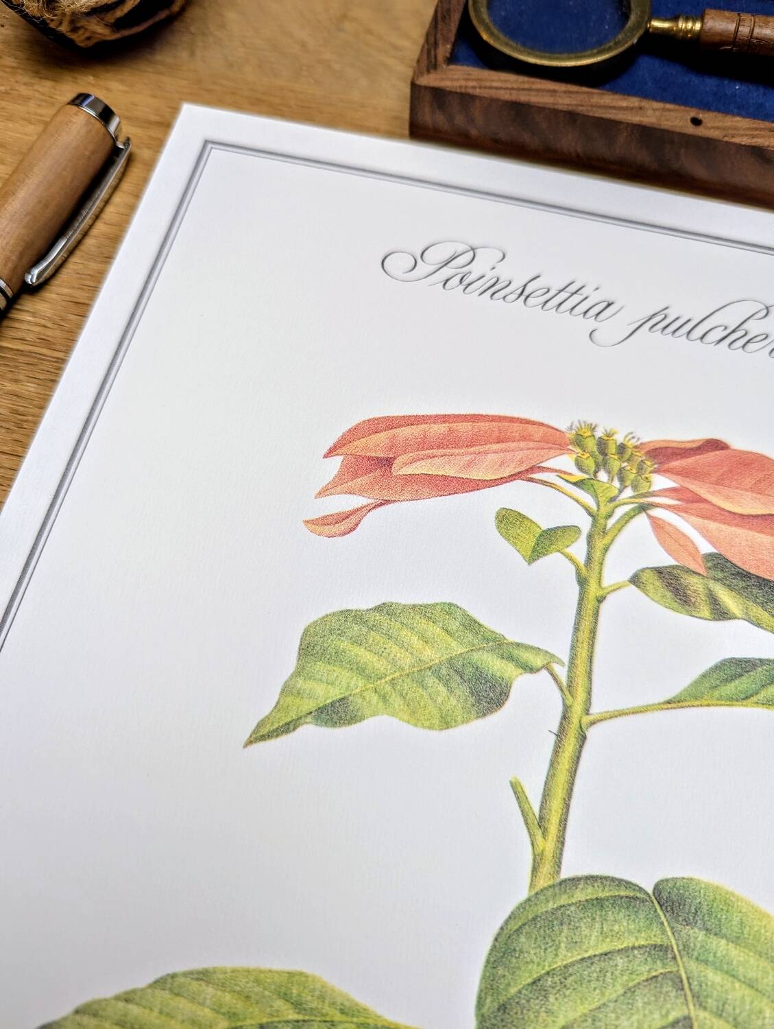 Printed in 1986, the Christmas star. Vintage botanical print.