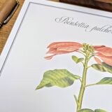 Printed in 1986, the Christmas star. Vintage botanical print.