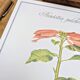 Printed in 1986, the Christmas star. Vintage botanical print.