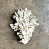 White coral