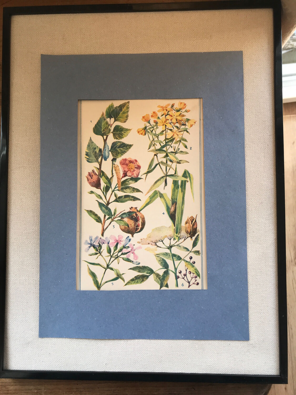 Planche vintage originale fleurs/botanique