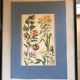 Planche vintage originale fleurs/botanique