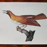 Zoological poster depicting an emerald bird of paradise