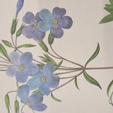 Planche botanique "Phlox reptans"