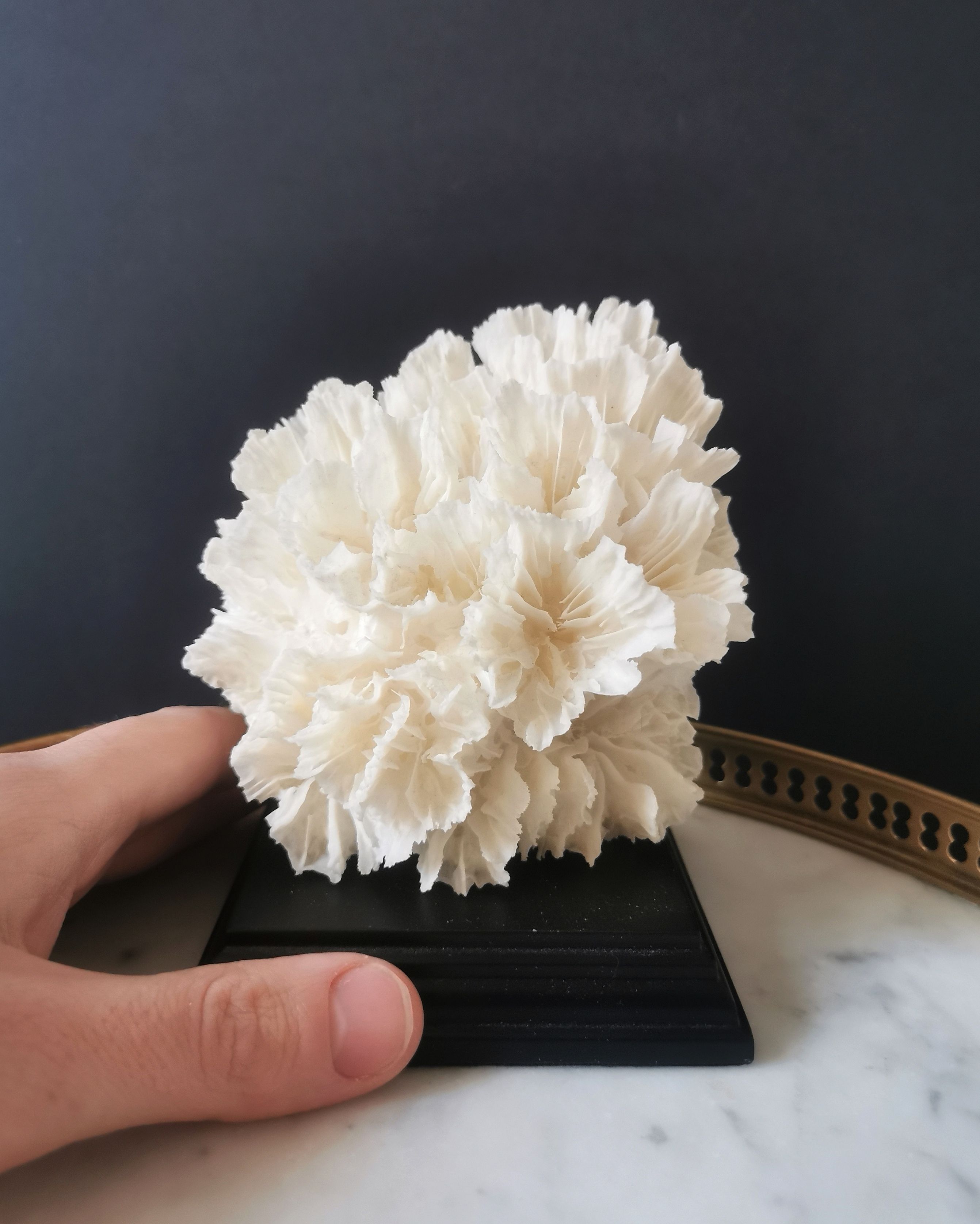 Old coral lace on black wood base. h. 12.5cm