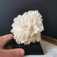 Old coral lace on black wood base. h. 12.5cm