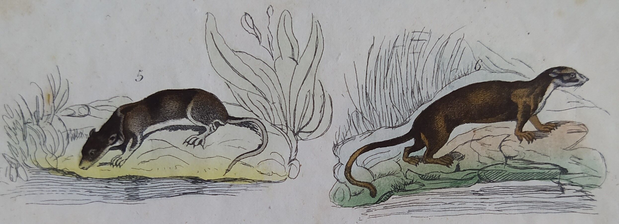 Original zoological plate "common fox & American fox, badger,... - Buffon 1838