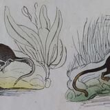 Original zoological plate " common & american fox, badger,... - buffon 1838