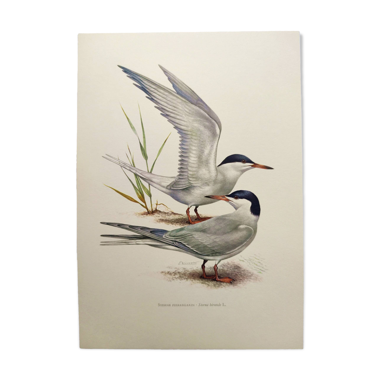 Antique bird print 1960 - Common Tern - seaside and beach