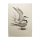 Antique bird print 1960 - Common Tern - seaside and beach
